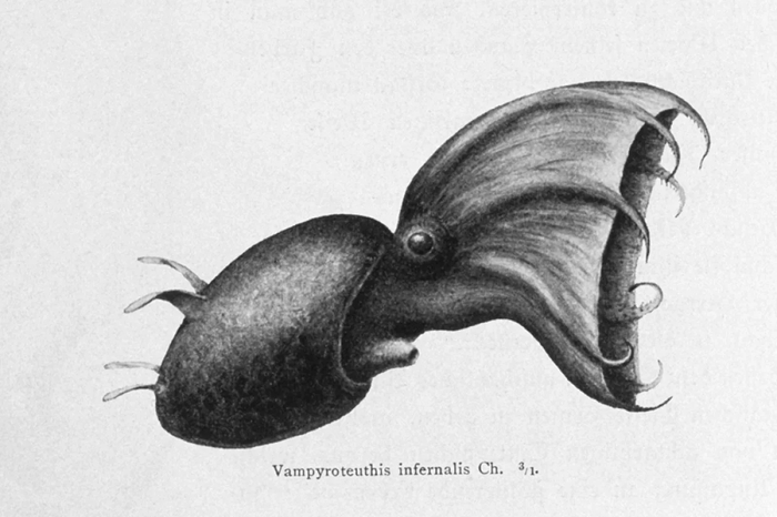 ������ ������ (Vampyroteuthis infernalis). ������������ ������� ����� ����, ������� ������ ������ ��� � 1903 ����. ��������: <!--noindex--><a href="https://pikabu.ru/story/shchupaltsyi_monstra_vo_vremena_dinozavrov_v_okeane_zhili_krakenyiosminogi_13925571?u=http%3A%2F%2Fcommons.wikimedia.org&t=commons.wikimedia.org&h=1ed4ce9302f06835299f0a99e5048d4e7447b25a" title="http://commons.wikimedia.org" target="_blank" rel="nofollow noopener">commons.wikimedia.org</a><!--/noindex-->