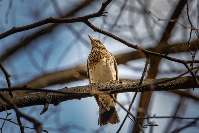 Canon 6d mark II + Tamron 150-600 g2