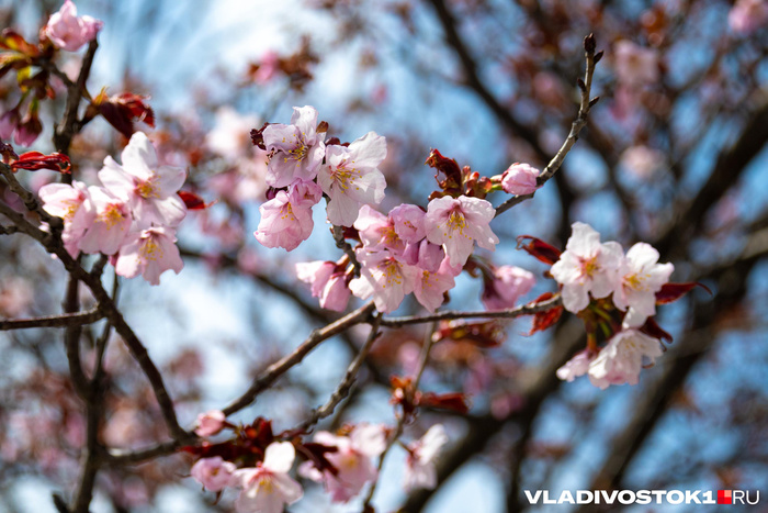 ����� ������ / <!--noindex--><a href="https://pikabu.ru/story/primorskaya_sakura_vishnya_zatsvela_vo_vladivostoke_13933438?u=http%3A%2F%2FVLADIVOSTOK1.RU&t=VLADIVOSTOK1.RU&h=65ff03fe28c7228e4127e83457e6f4a14f0430f6" title="http://VLADIVOSTOK1.RU" target="_blank" rel="nofollow noopener">VLADIVOSTOK1.RU</a><!--/noindex-->
