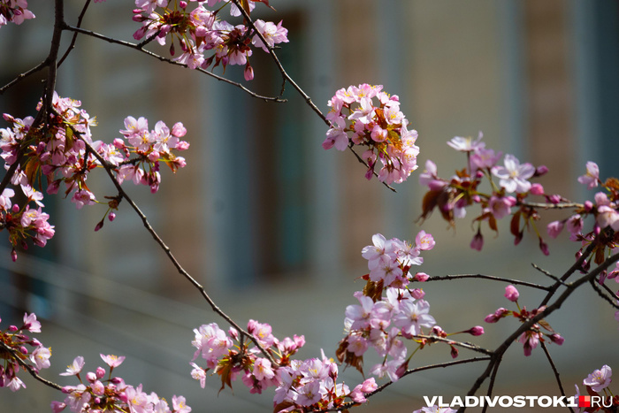 ����� ������ / <!--noindex--><a href="https://pikabu.ru/story/primorskaya_sakura_vishnya_zatsvela_vo_vladivostoke_13933438?u=http%3A%2F%2FVLADIVOSTOK1.RU&t=VLADIVOSTOK1.RU&h=65ff03fe28c7228e4127e83457e6f4a14f0430f6" title="http://VLADIVOSTOK1.RU" target="_blank" rel="nofollow noopener">VLADIVOSTOK1.RU</a><!--/noindex-->