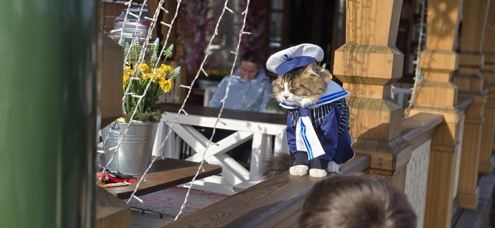 Рыбинский кот)