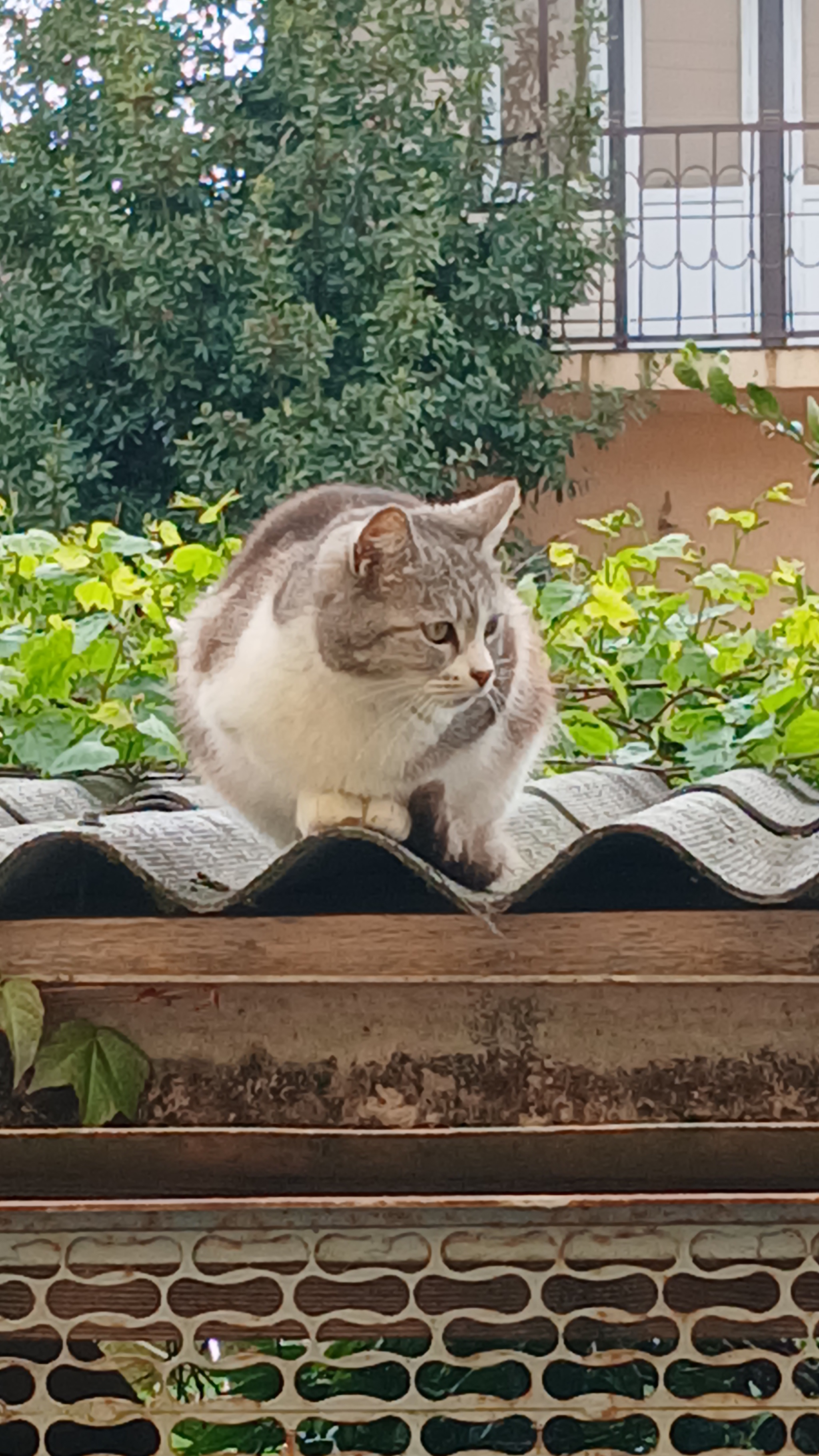I'm watching you - cat, Village, Longpost