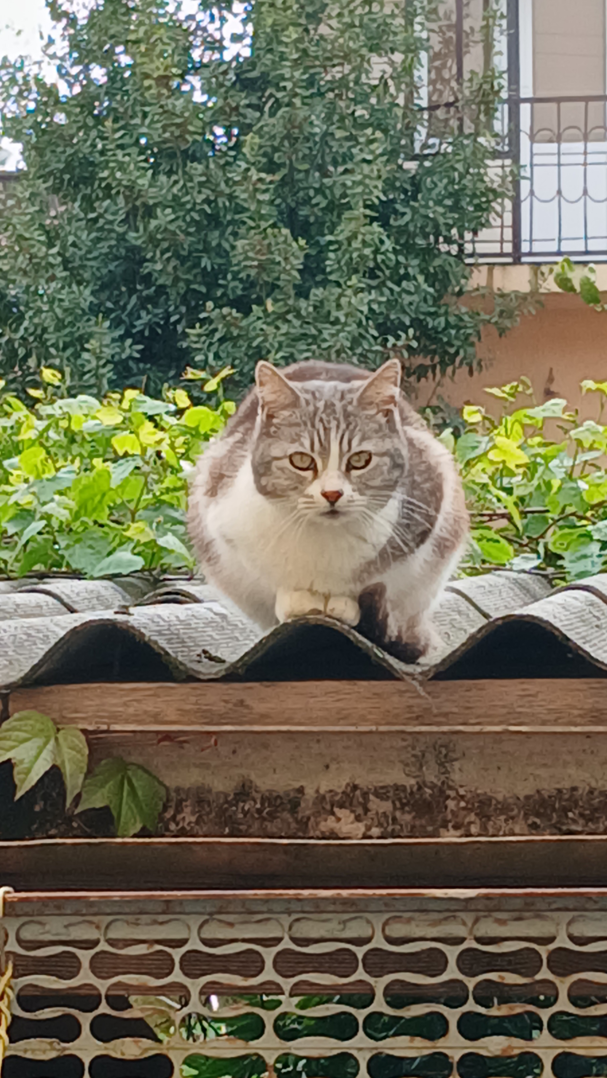 I'm watching you - cat, Village, Longpost