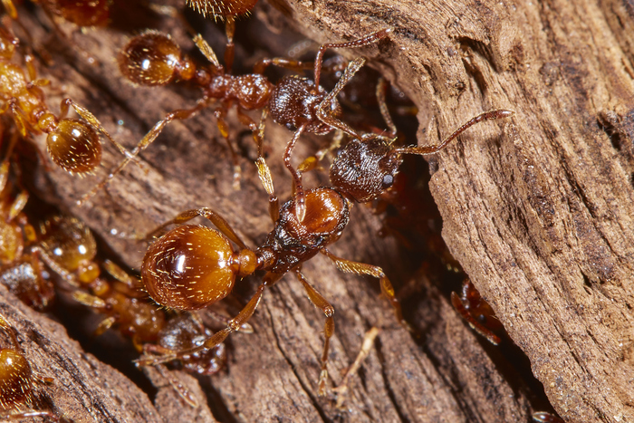 �� ����� �������, ����� ������ � ��������� Myrmica rubra. ����������� � ������� ������������ ������� :) ��������, ���� ��� ������� ������� ��� ���.