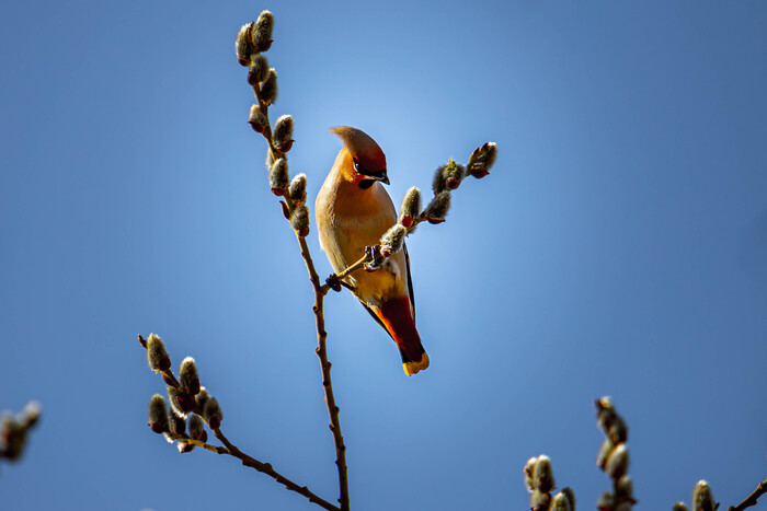 Canon 6d mark II + Tamron 150-600 g2