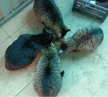 Котовый цветочек. Роза котовЪ :)