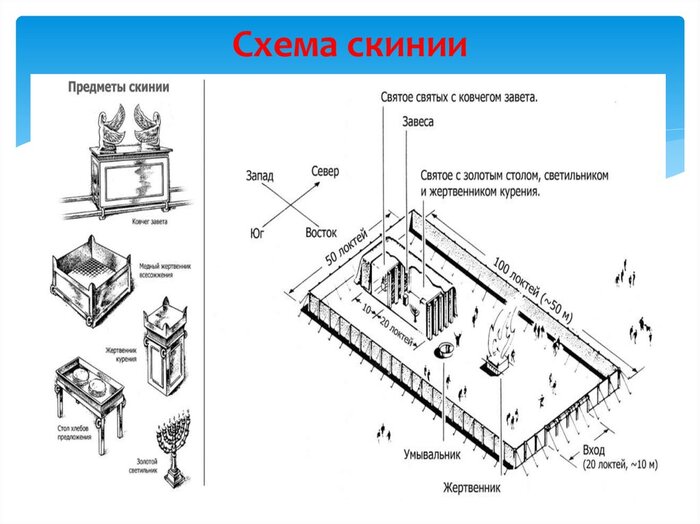 Скиния истинная
