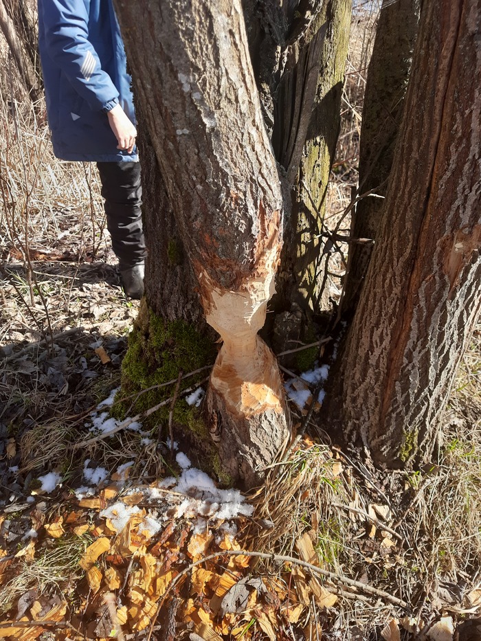 ��� ���� �����