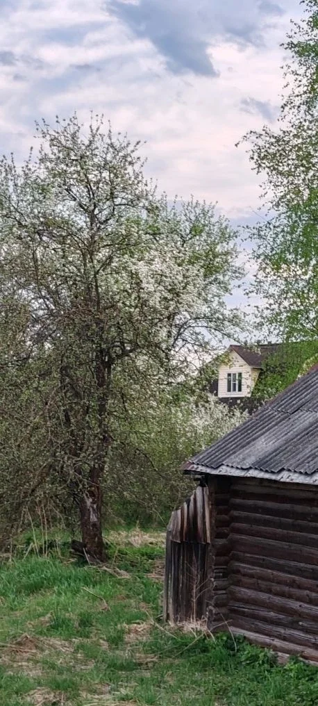 Simple village happiness - Series Our Village House, My, Village, Spring, Gardens, Joy, Walk, Forest, Bloom, Airplane, Starling, House, Nature, dawn, Sunset, The sun, Water, MKAD, Text, Longpost