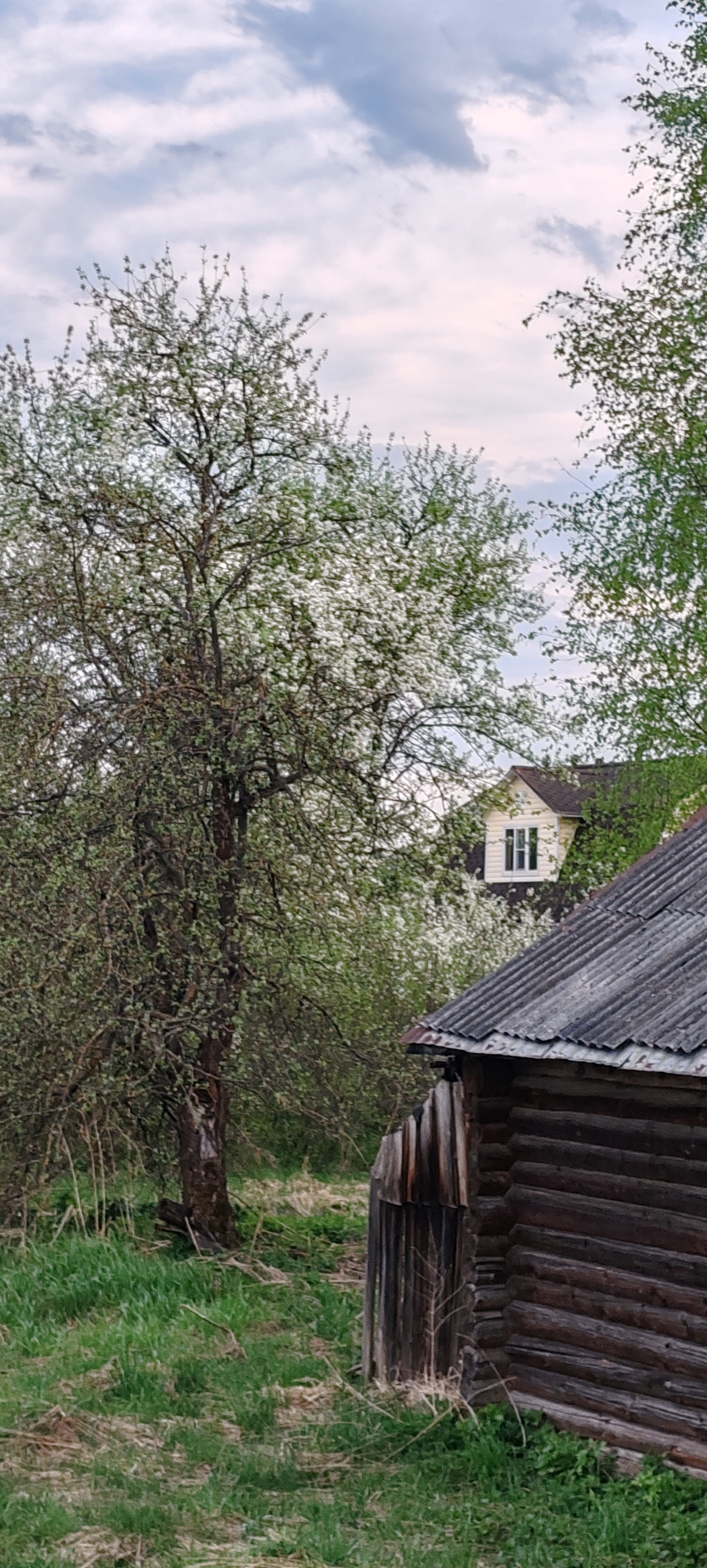 Simple village happiness - Series Our Village House, My, Village, Spring, Gardens, Joy, Walk, Forest, Bloom, Airplane, Starling, House, Nature, dawn, Sunset, The sun, Water, MKAD, Text, Longpost