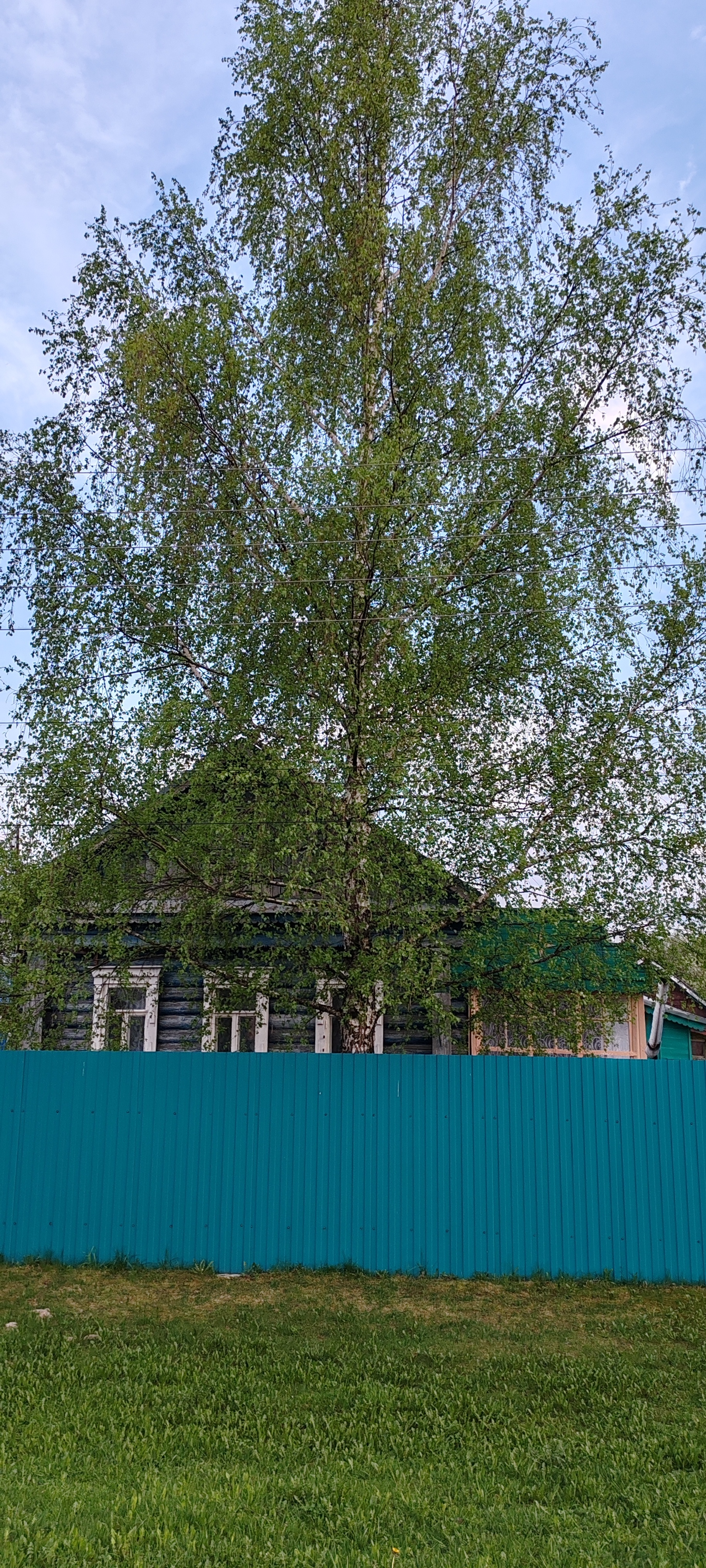 Simple village happiness - Series Our Village House, My, Village, Spring, Gardens, Joy, Walk, Forest, Bloom, Airplane, Starling, House, Nature, dawn, Sunset, The sun, Water, MKAD, Text, Longpost