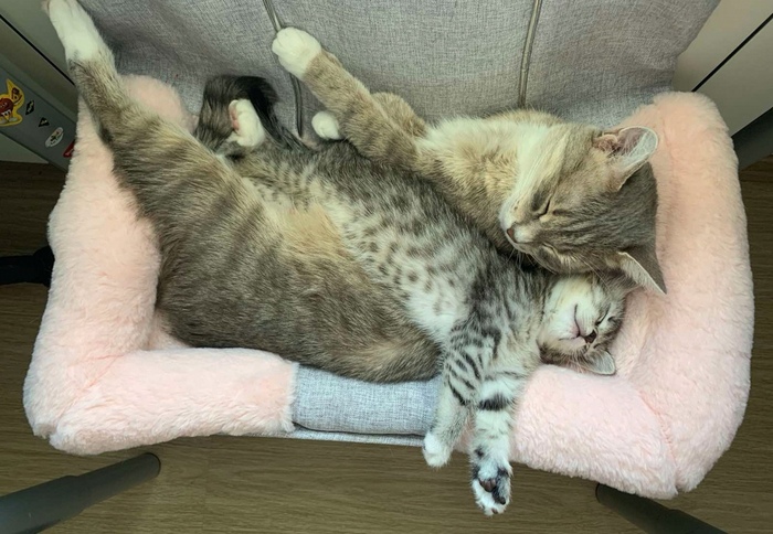 Кошка родила котенка