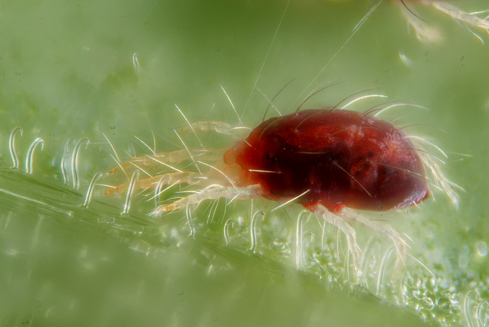 Авторство: Gilles San Martin. originally posted to Flickr as Tetranychus urticae with silk threads, CC BY-SA 2.0, <!--noindex--><a href="https://d.pikabu.ru/story/kleshchi_skazhut_uberite_gusenits_ot_nas_podalshe_13972544?u=https%3A%2F%2Fcommons.wikimedia.org%2Fw%2Findex.php%3Fcurid%3D11208762&t=https%3A%2F%2Fcommons.wikimedia.org%2Fw%2Findex.php%3Fcurid%3D11208762&h=a01a729cf20172316ff41c8cd00feee71854ad95" title="https://commons.wikimedia.org/w/index.php?curid=11208762" target="_blank" rel="nofollow noopener">https://commons.wikimedia.org/w/index.php?curid=11208762</a><!--/noindex-->