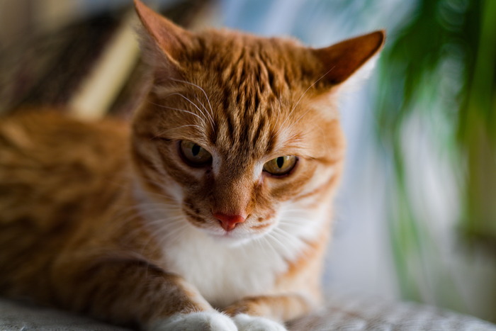 Canon R8 + RF50mm F1.8 STM + RawTherapee
