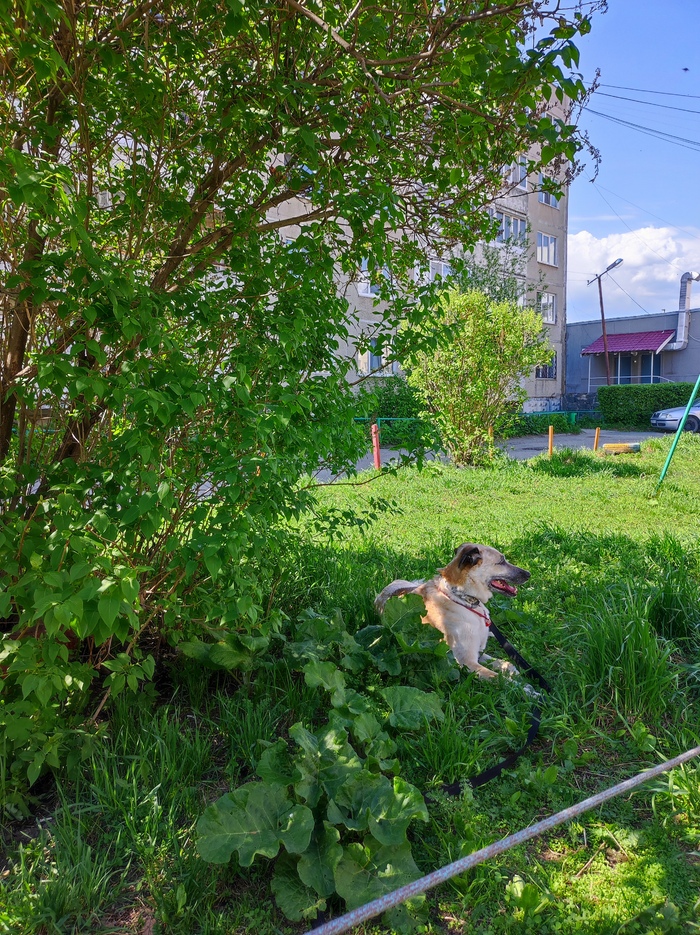 Конь в траве валялся