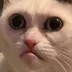user11838012