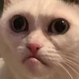 user11838012