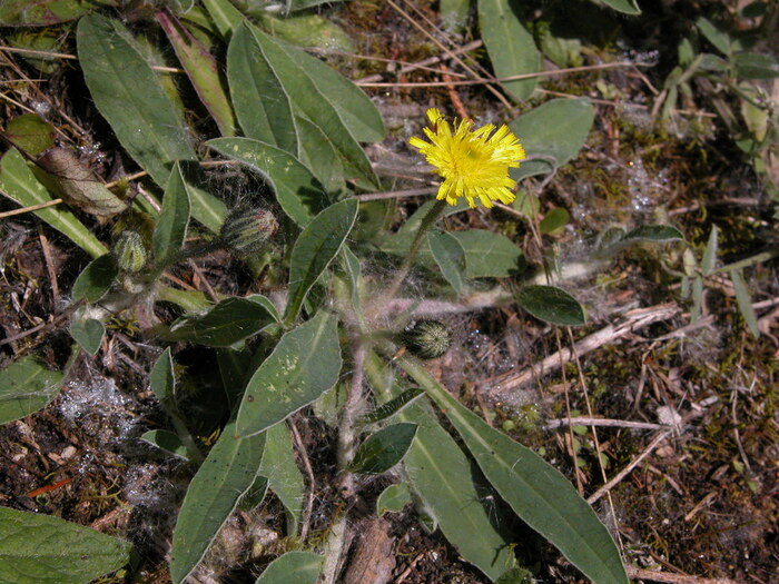 ������������ ������������ (Pilosella officinarum). ���� �. ����������.