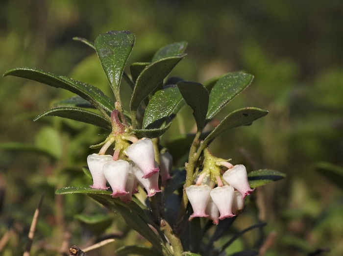 ���������� ������������ (Arctostaphylos uva-ursi). ���� �. ����������.