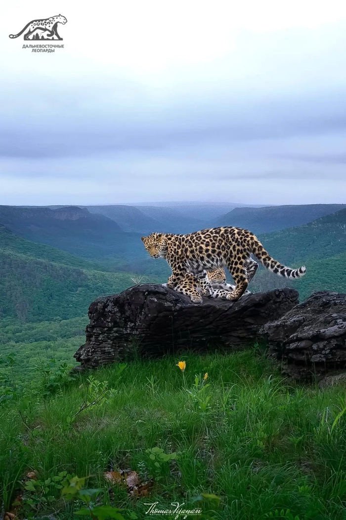���� <a href="https://pikabu.ru/story/dalnevostochnyie_leopardyi_13984265?u=https%3A%2F%2Fmax.ru%2Fleopard_land%2FAZ4z-87xGHU&t=%D0%BE%D1%82%D1%81%D1%8E%D0%B4%D0%B0&h=7df8b1f3e07da349529ef7dc15eefec507339bb0" title="https://max.ru/leopard_land/AZ4z-87xGHU" target="_blank" rel="nofollow noopener">������</a>