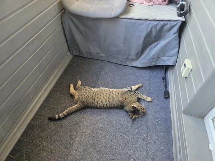 ����� ���