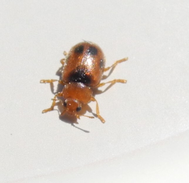 ����� ������� ���������� (Coccidula scutellata)