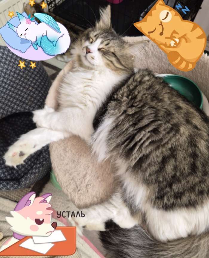 Томик устал, от трудов праведных😜