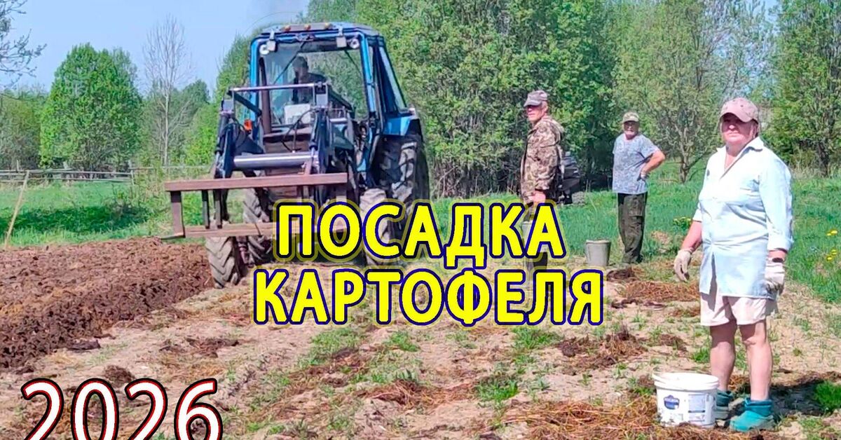 Field work: planting potatoes under a plow on a Belarus MTZ82 tractor - Series Blog, My, Agricultural machinery, Сельское хозяйство, Nature, wildlife, The nature of Russia, novel, Romarik, Vologodskaya Oblast, Potato, Garden, Garden, Botany, Tractor Belarus, Entertaining botany, Plants, Plant growing, Video, Rutube, Video VK, Longpost