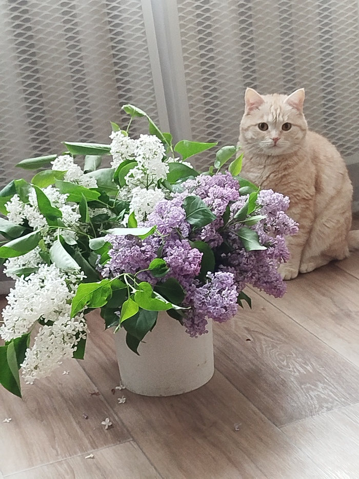 Кот и клещ