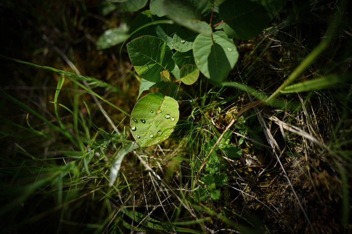 SONY ILCE-7CM2; 1/4000 sec; f/1.8; SAMYANG AF 24mm F1.8