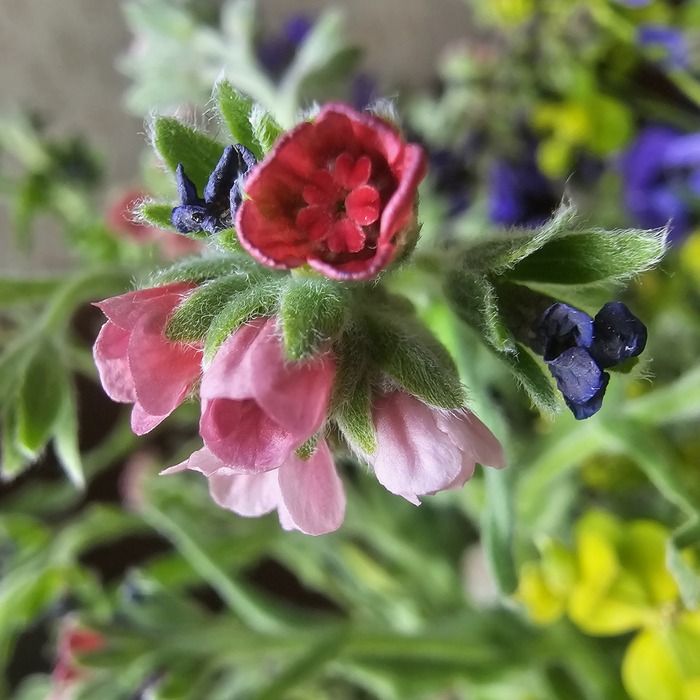 �������́���� ����́��������� (���. Cynoglóssum officinále).