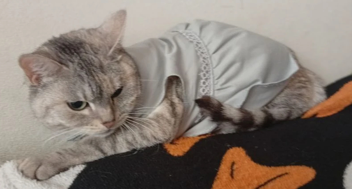 На фото кошка по имени Мелочь. Ей 7 лет. У нее офиса нет для такого платья.
