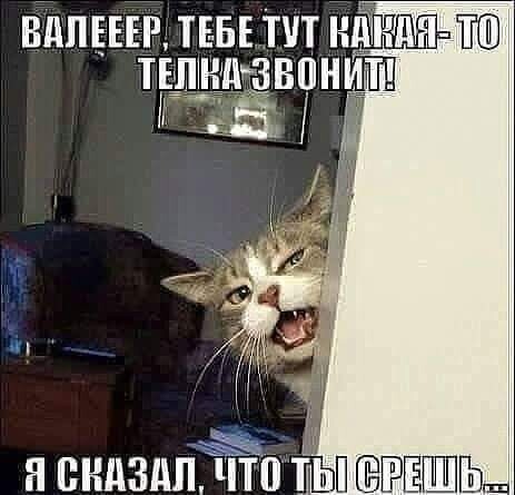 ����, � ������, ������!