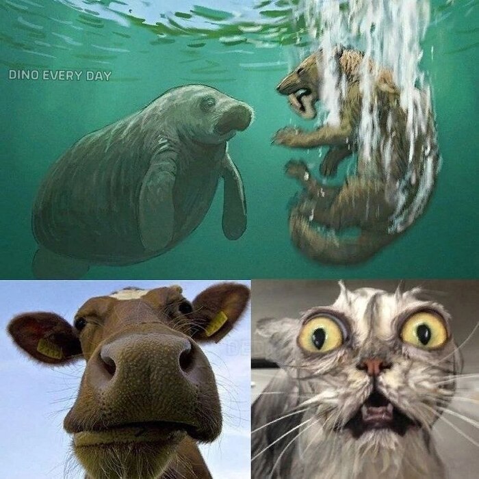 DED