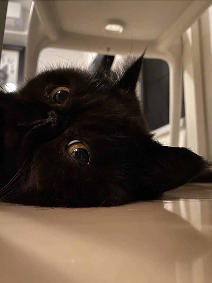 Кот дня