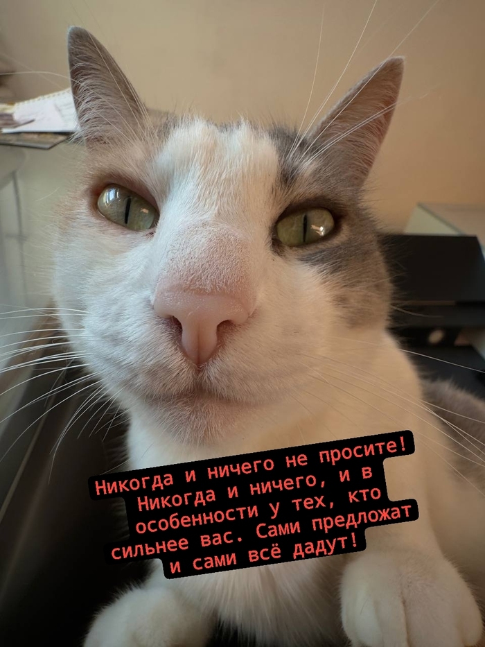 Котички идём кушать!