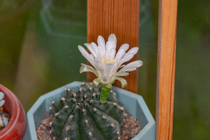 ��������� ������� (Echinopsis eyriesii)