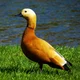 ������ ������������ gelbe.Ente