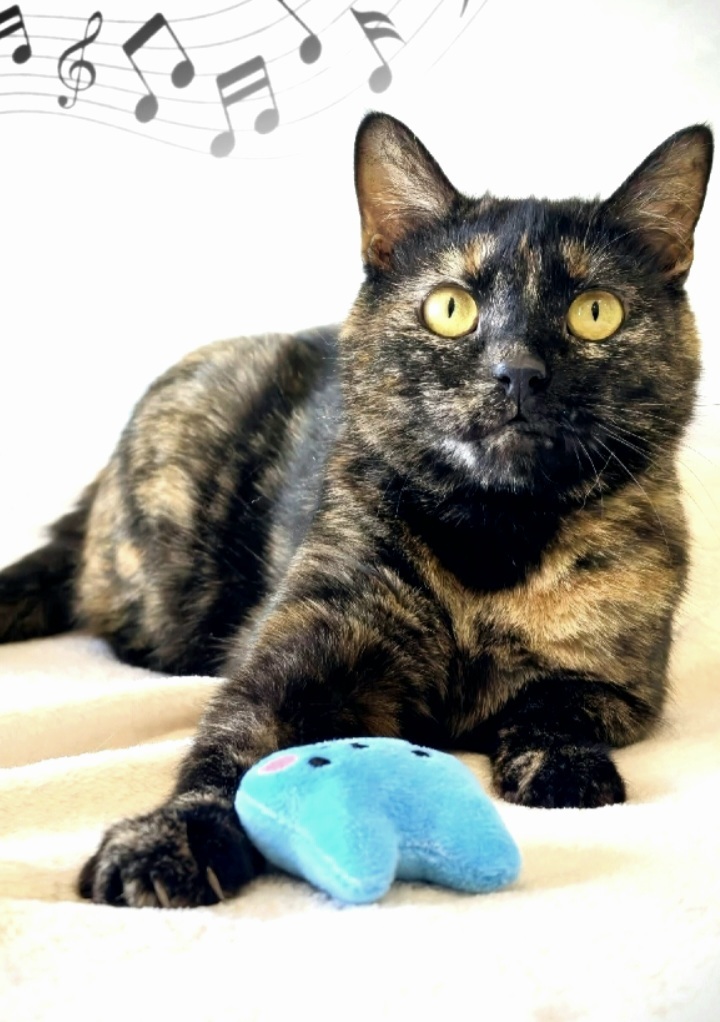 A kitten with huge amber eyes and a unique fur coat is looking for a home. She is located in the Lipetsk region. Delivery is available throughout Russia. - My, In good hands, Helping animals, cat, Lipetsk, Moscow, Tricolor cat, Saint Petersburg, Voronezh, Longpost, Video, Vertical video, Short videos