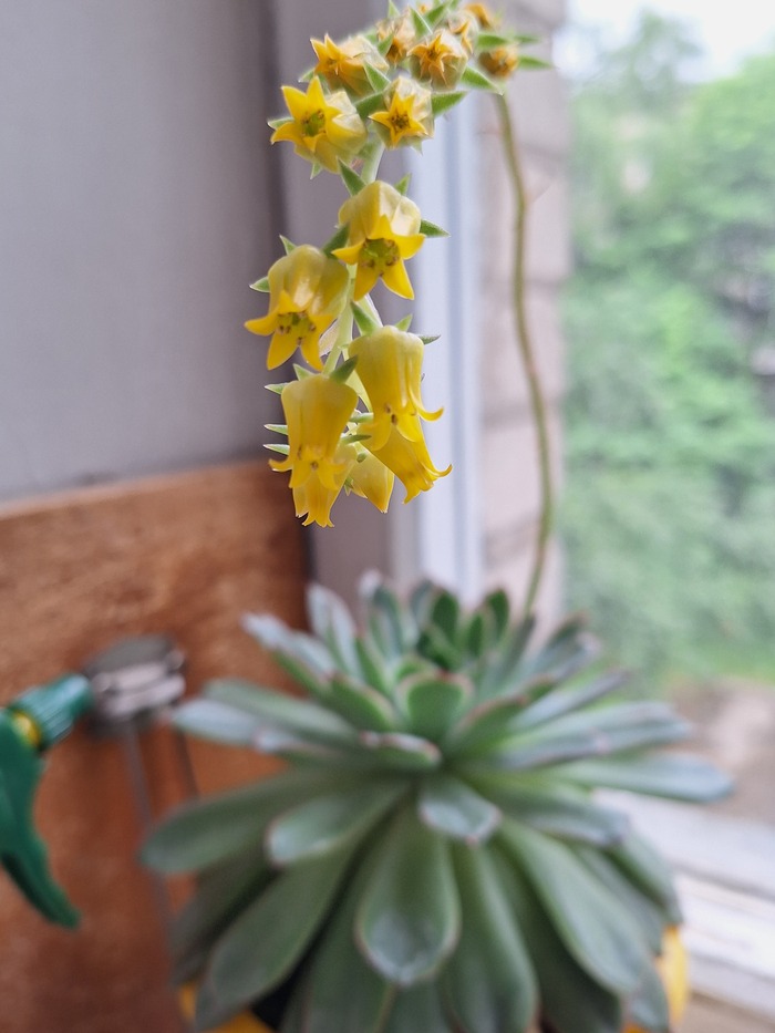 Echeveria agavoides �������� ����������� ��� ����������� ���� ��������.