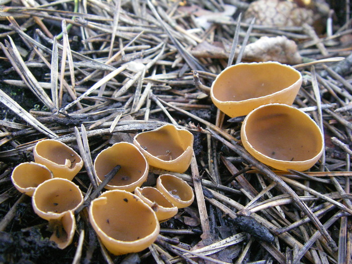 Геопиксис угольный (Geopyxis carbonaria). Фото Анатолия Тарасова с сайта <!--noindex--><a href="https://pikabu.ru/story/pirofilnyie_gribyi_14013221?u=http%3A%2F%2Fgribnik-rossii.ru&t=gribnik-rossii.ru&h=ff688e1949cf5ddde7c294aae2f7bc2daf85089e" title="http://gribnik-rossii.ru" target="_blank" rel="nofollow noopener">gribnik-rossii.ru</a><!--/noindex-->