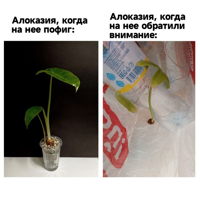 ������� ��������
