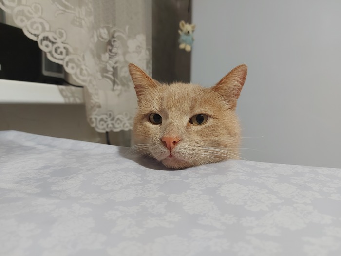 - А рыбов имениннику?