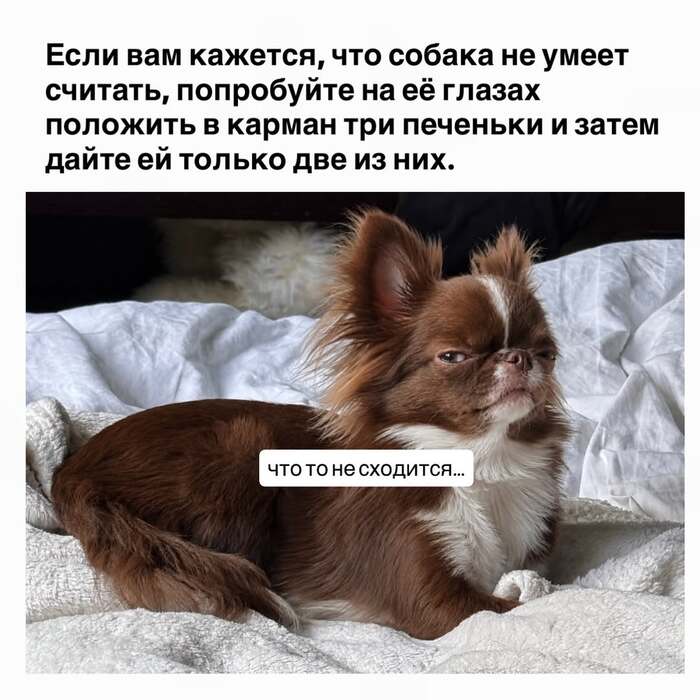�����, ����� ����