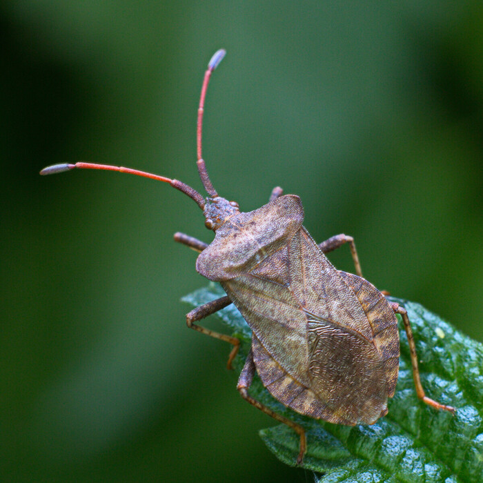 ������� ����������, ��� ������� ��������� (���. Coreus marginatus)