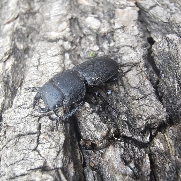 ������ ������������(���. Dorcus parallelipipedus). ���� �� ����� �������.