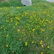 ������ ������������ Tamarita