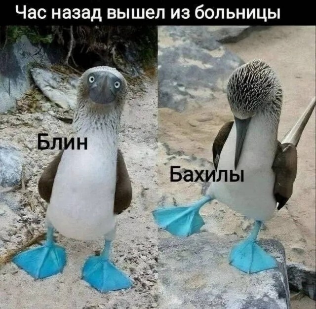 Опа-на