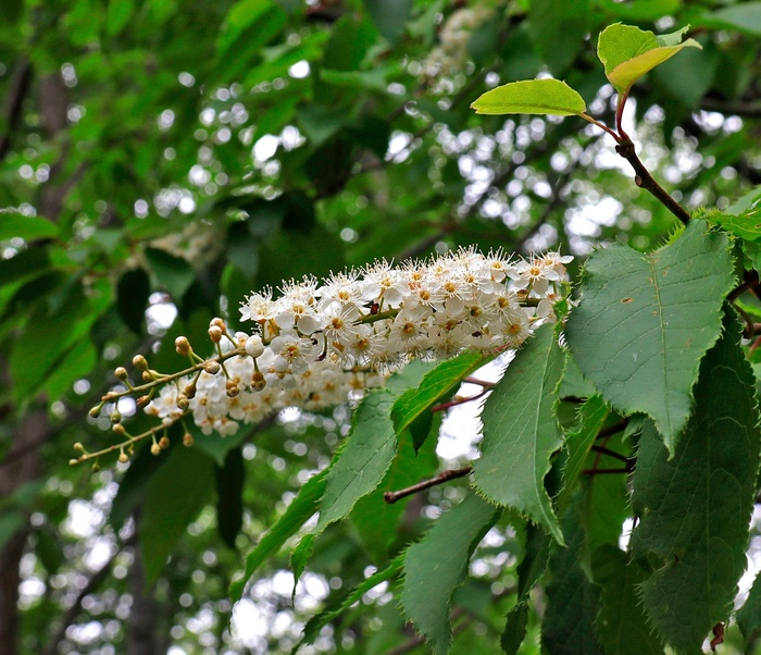 Соцветие черемухи айнской. Фото с сайта <!--noindex--><a href="https://pikabu.ru/story/cheremukha_aynskaya_14047915?u=http%3A%2F%2Fneko-net.com&t=neko-net.com&h=1554cf358059c6963ade9316e70c0e980e1995ad" title="http://neko-net.com" target="_blank" rel="nofollow noopener">neko-net.com</a><!--/noindex-->.