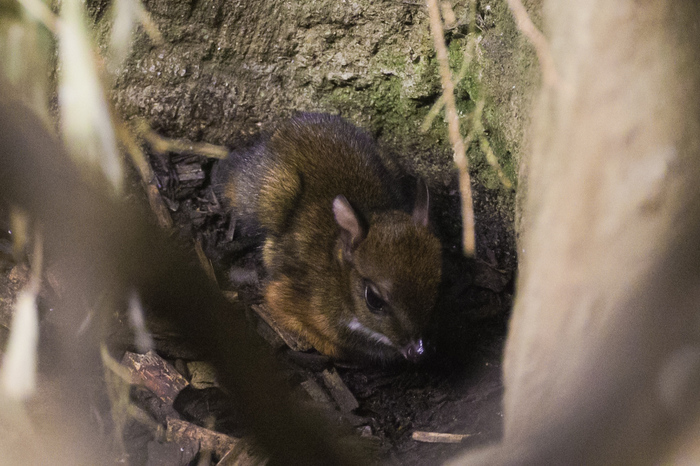 ����� ������ (���. Tragulus javanicus)